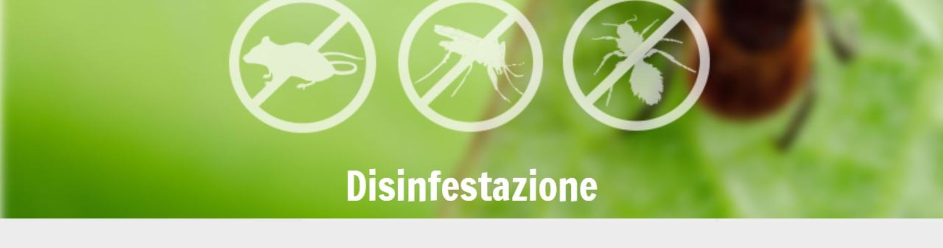 disinfestazione